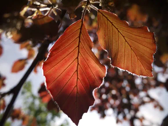 Leaves