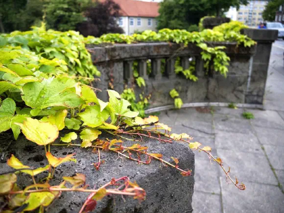 Ivy